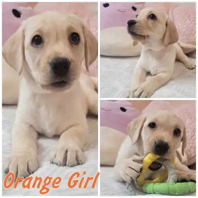 Hello, Thank you for your interest in our Kennel. We have Labrador puppies available for reservation...