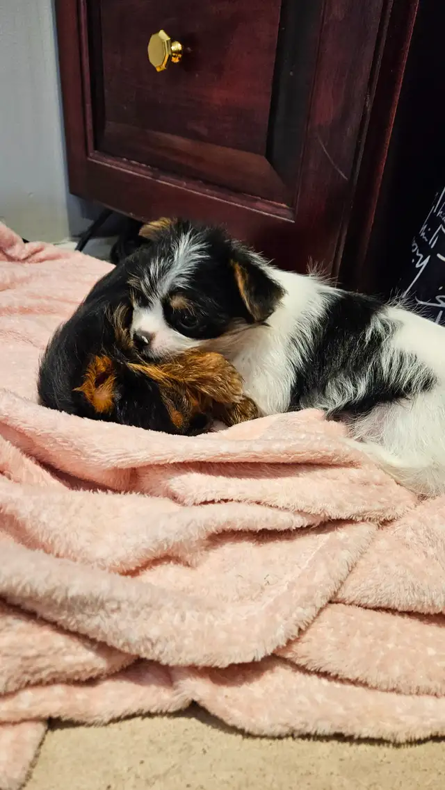 MALE YORKIE PUPPY in Dogs & Puppies for Rehoming in Belleville - Image 11