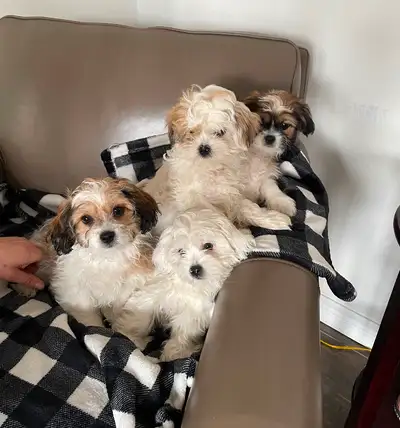 (Shih-tzu/poodle) SHIH-POO puppies need their forever home. 2 male 2 female. Paper trained. Playful...
