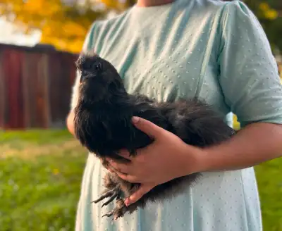 Pet Chicken For Rehoming (Excellent Mother Hen), View more