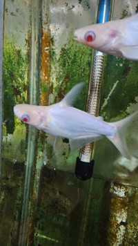 Albino Hi Fin Shark