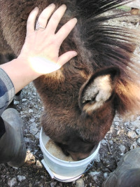 dwarf donkey for sale ontario