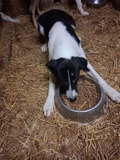 Black Friday Deal 6 month old puppies, View more