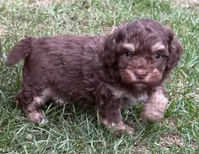 Poodle Bichon, View more