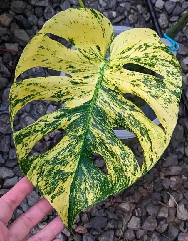 Monstera variegated cuttings upto 2metre length- with many roots in Plants, Fertilizer & Soil in City of Toronto - Image 8