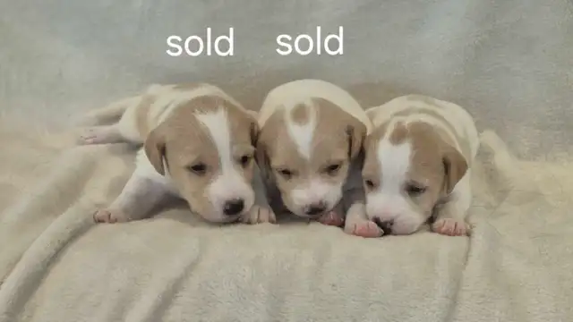 Purebred Jack Russell Terrier Puppies. in Dogs & Puppies for Rehoming in Oakville / Halton Region - Image 5