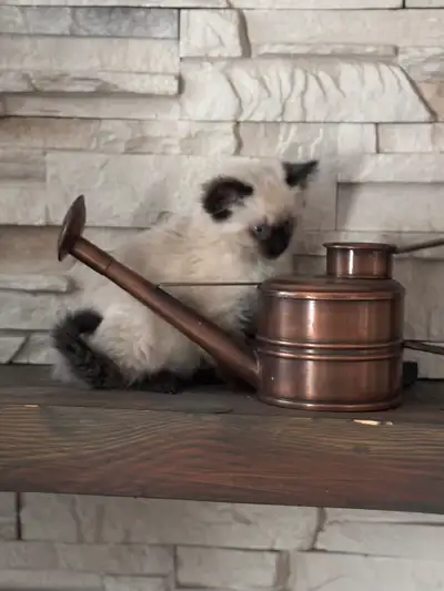 Fluffy Siamese Kittens , View more