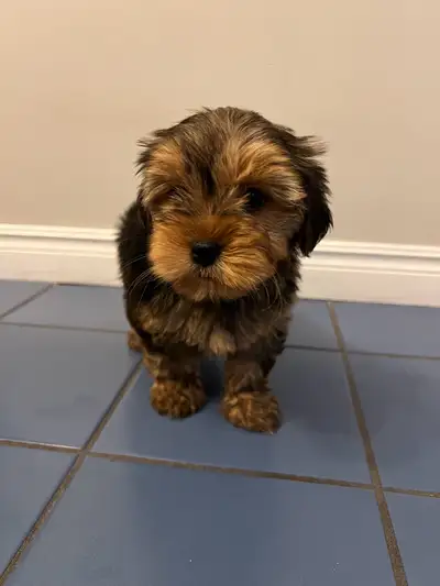 Two Yorkie puppies looking for lovely new homes. Born April 16th 2025. They have gotten the first va...