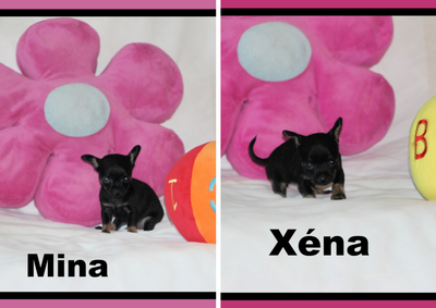 Chihuahua❤Femelle Mini ❤️100% Garantie.Top Qualité ★★★, View more