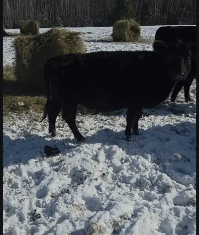  Small frame cattle , View more