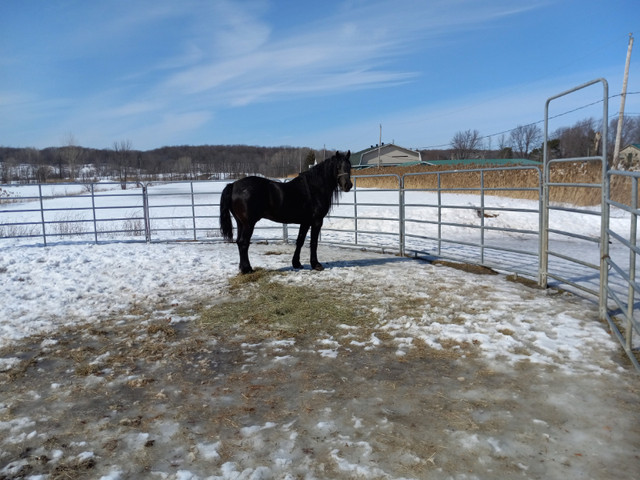 étalon canadien dans Chevaux et poneys à adopter  à Longueuil/Rive Sud - Image 2