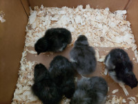 Easter / Olive egger chicks