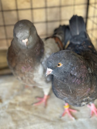 Pigeons for sale 