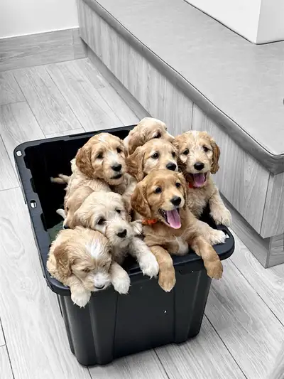 We now have 4 precious pups still available from our April 19th litter — all vaccinated, dewormed, a...