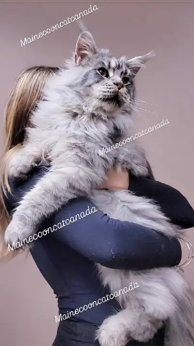 Champion Maine Coons (647) 933-6293, View more