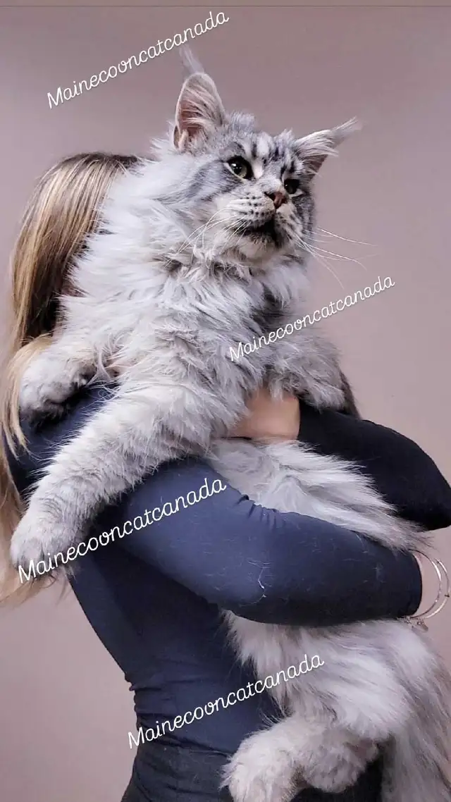 Champion Maine Coons (647) 933-6293 in Cats & Kittens for Rehoming in City of Toronto - Image 2