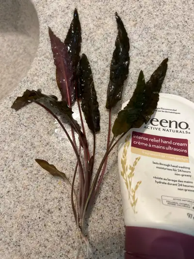 Excellent background plants. Green plant $5 each, 3 for $10. Red plant $10 each, 3 for $20