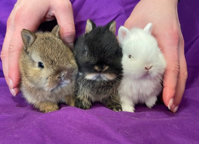 Netherland Baby Bunnies in Small Animals for Rehoming in Delta/Surrey/Langley