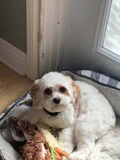 rehoming our beautiful girl, View more