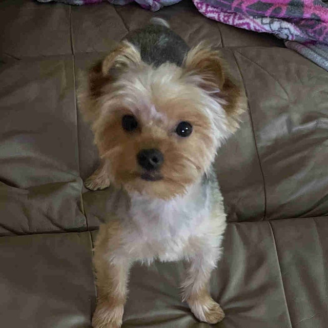 Female yorkie. Intact and in heat Dogs & Puppies for Rehoming