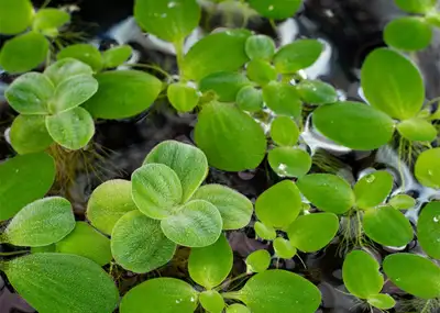 Double the size from the pet stores. Other plants available. Plants Rotala Hygrophila polysperma 'Ro...