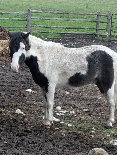 Pony Gelding, View more