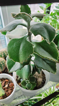 Adult Kalanchoe Fang with Pup