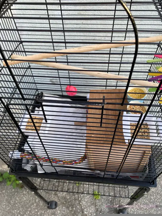 new full cage in Birds for Rehoming in City of Toronto - Image 4