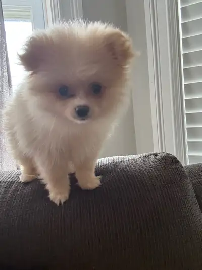 9 week female Pomeranian, View more