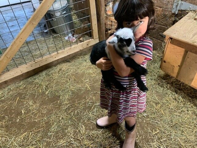 Organically Raised Nigerian Dwarf Goat (Kids) in Livestock in Barrie - Image 4