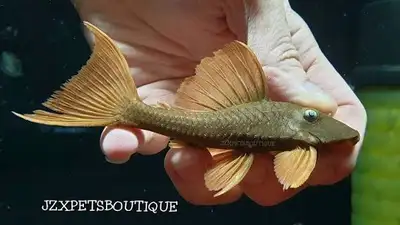 Pleco l137, View more