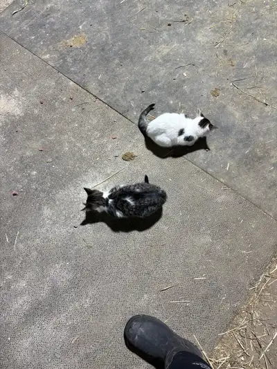 kittens looking for homes for Christmas $60.00 each , View more