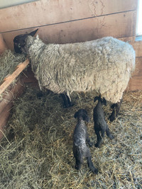 Ewe with 2 lambs 