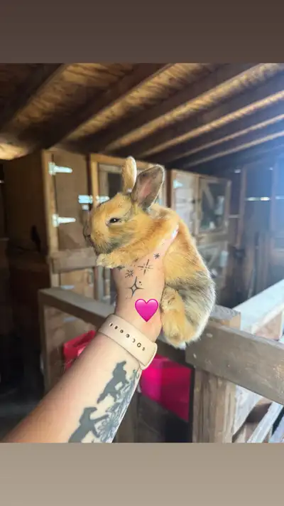 baby bunnies, View more