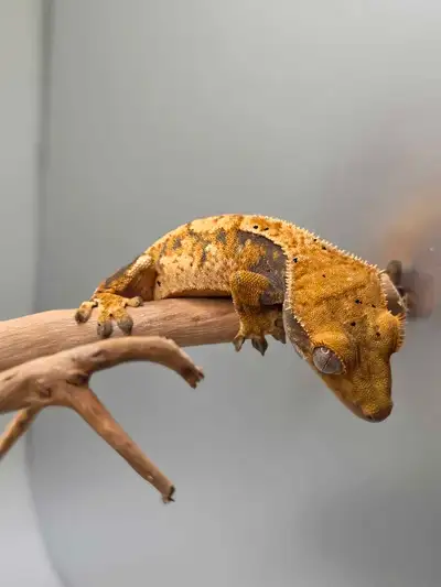 CRESTED GECKOS IMPORT LINEAGES *TRADES?*, View more