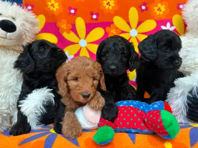 MULTIGENERATIONAL AUSTRALIAN LABRADOODLE PUPPIES-MINI AND MEDIUM, View more