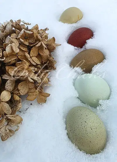 Only Chicks Farm is a small, biosecure Family Run Micro-Hatchery in Napanee, Ontario focused on sele...