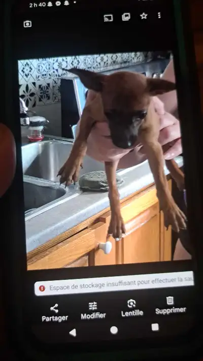 bébé pinscher, View more