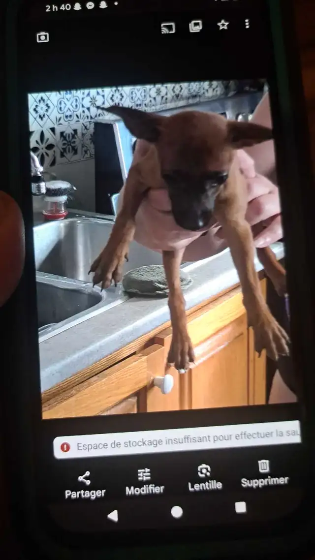 bébé pinscher in Dogs & Puppies for Rehoming in Granby - Image 2