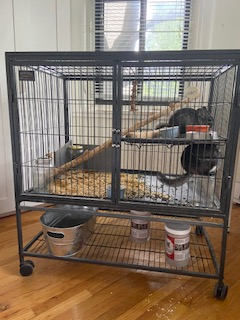 **Two Female Chinchillas Looking for a Loving New Home**, View more