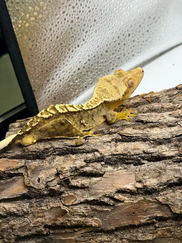 adulte mâle gecko à crête in Reptiles & Amphibians for Rehoming in Laurentides - Image 6