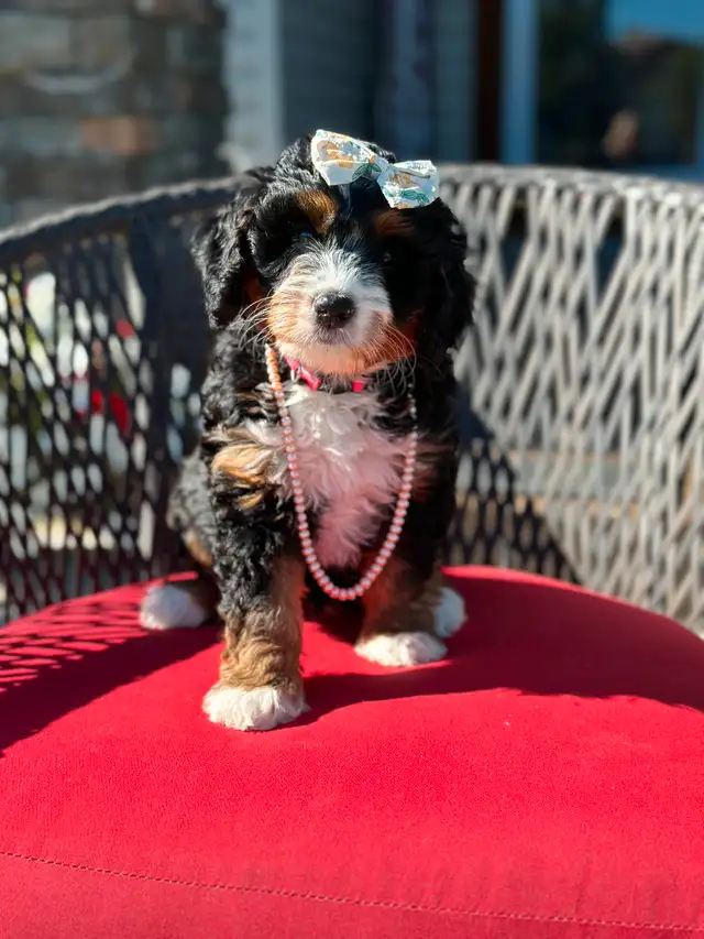 Adorable Medium Bernedoodle Puppies on the way!! in Dogs & Puppies for Rehoming in St. Albert - Image 8