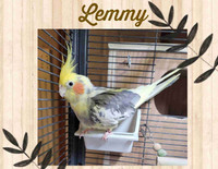 Lemmy (Cockatiel)