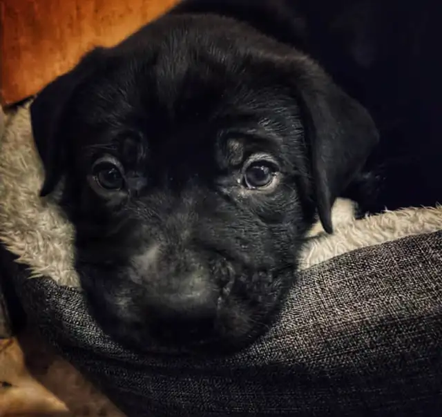 Male puppy looking for a new home in Dogs & Puppies for Rehoming in Moncton - Image 3