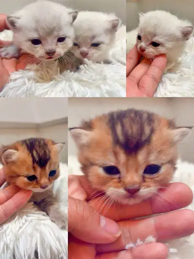 British short hair x Bengal kitten, View more
