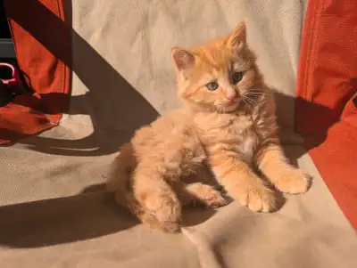 Pending sold till July 16.Beautiful Domestic Long Haired kitten, View more