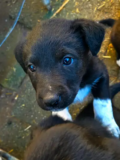 Border Collie x Labrador Puppies, View more