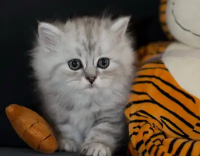 Gorgeous Persian Chinchilla Kittens for a loving home, View more