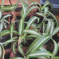 Spider plant pups, $2 each