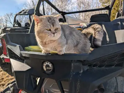 Munchkin Male 2 yr old, View more